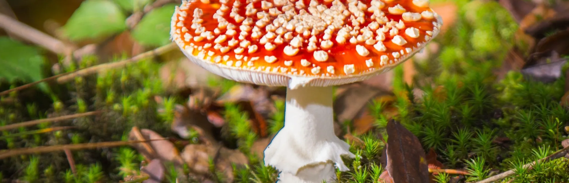 kamperen in de herfstvakantie