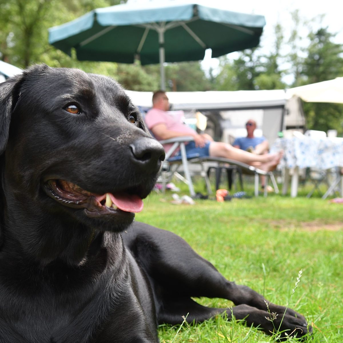 Camping Veluwe met hond Samoza 2