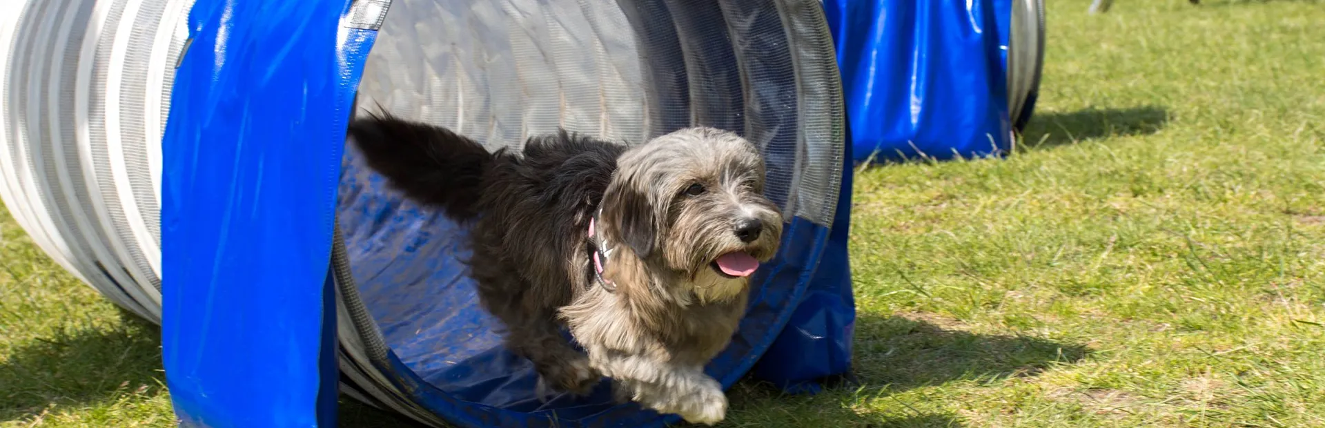 Camping Veluwe met hond 7