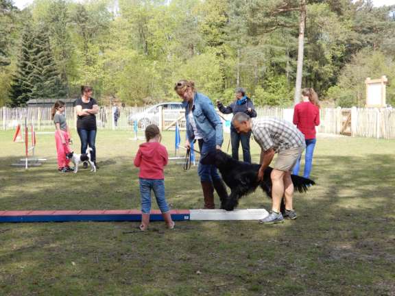 Camping Veluwe met hond 12