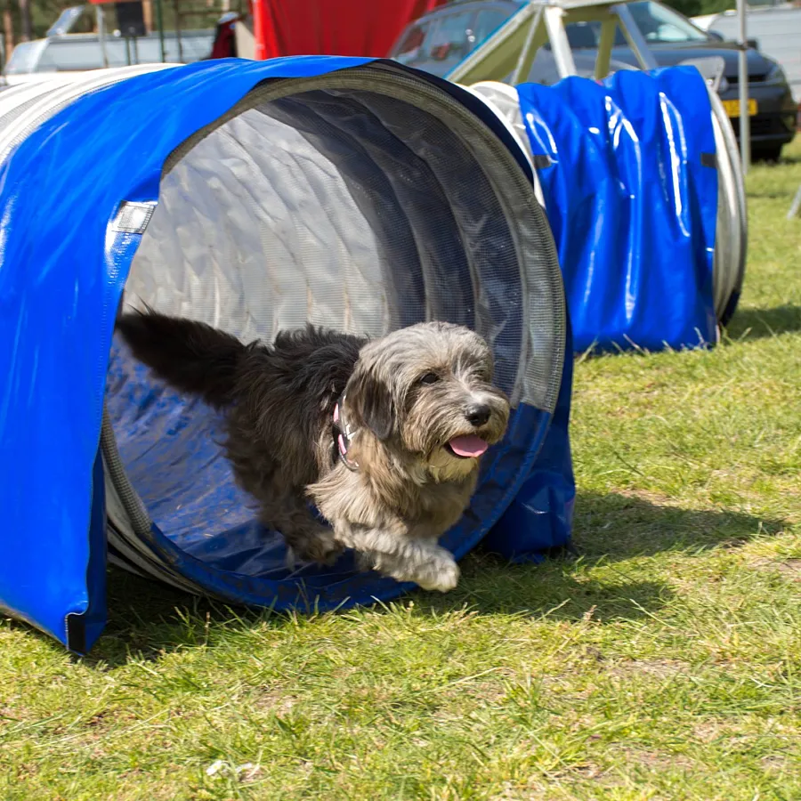 Camping Veluwe met hond 7