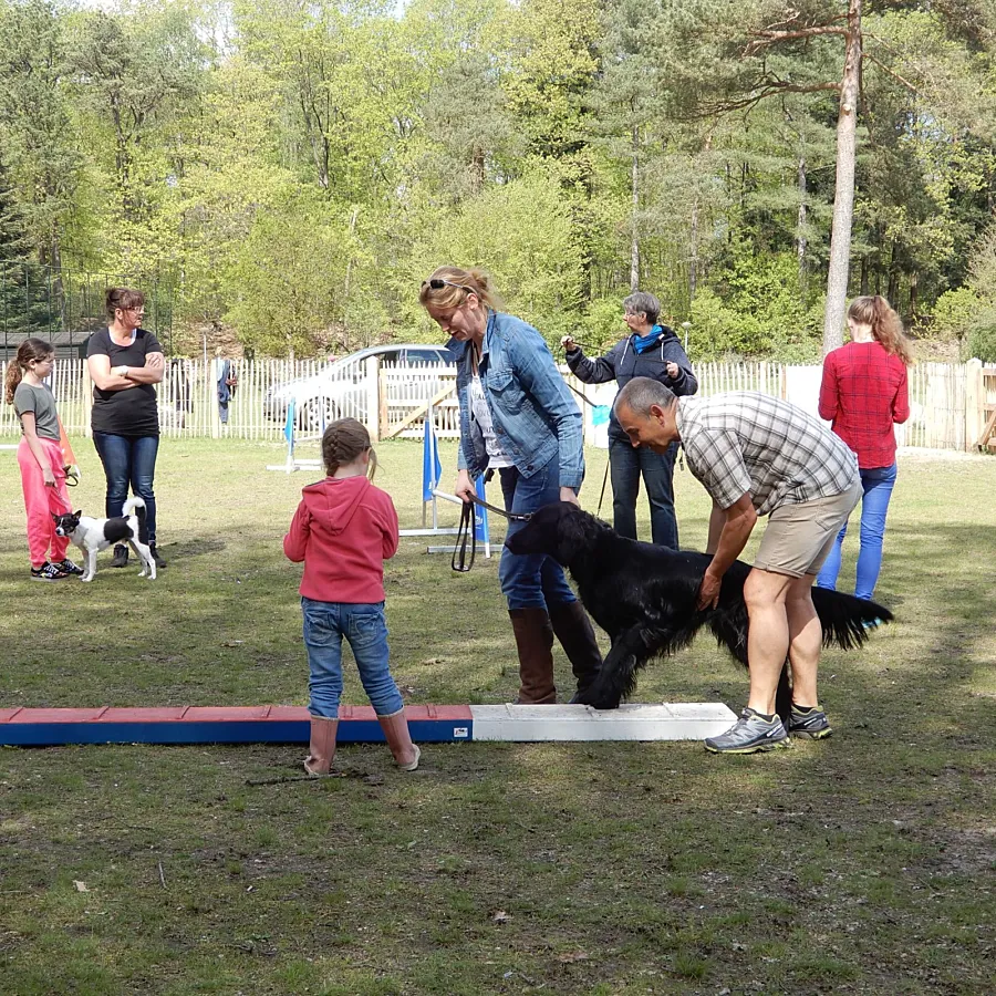 Camping Veluwe met hond 12