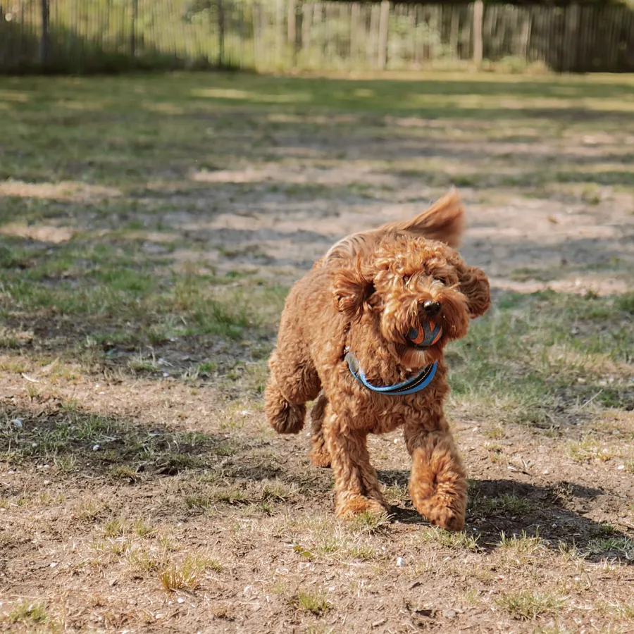 Camping met hond hondendouche 11