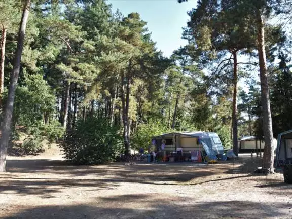 Camping Vierhouten Veluwe Samoza Buizerd 14