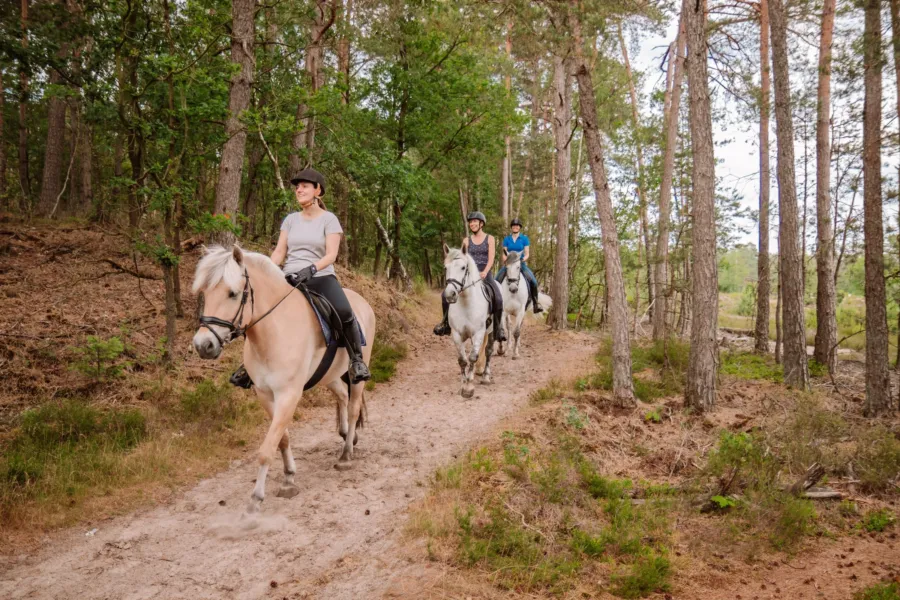 Camping met manege en pensionstalling 12