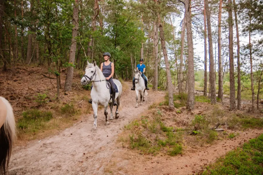 Camping met manege en pensionstalling 13.2