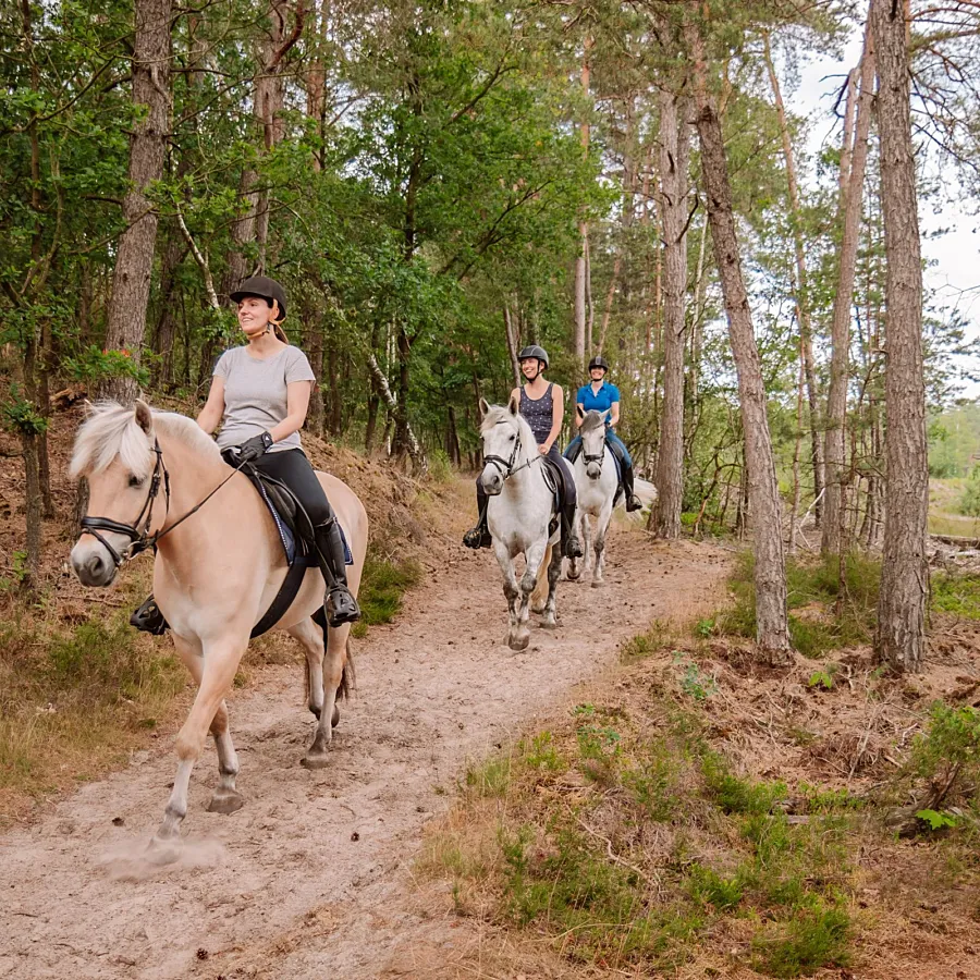 Camping met manege en pensionstalling 12