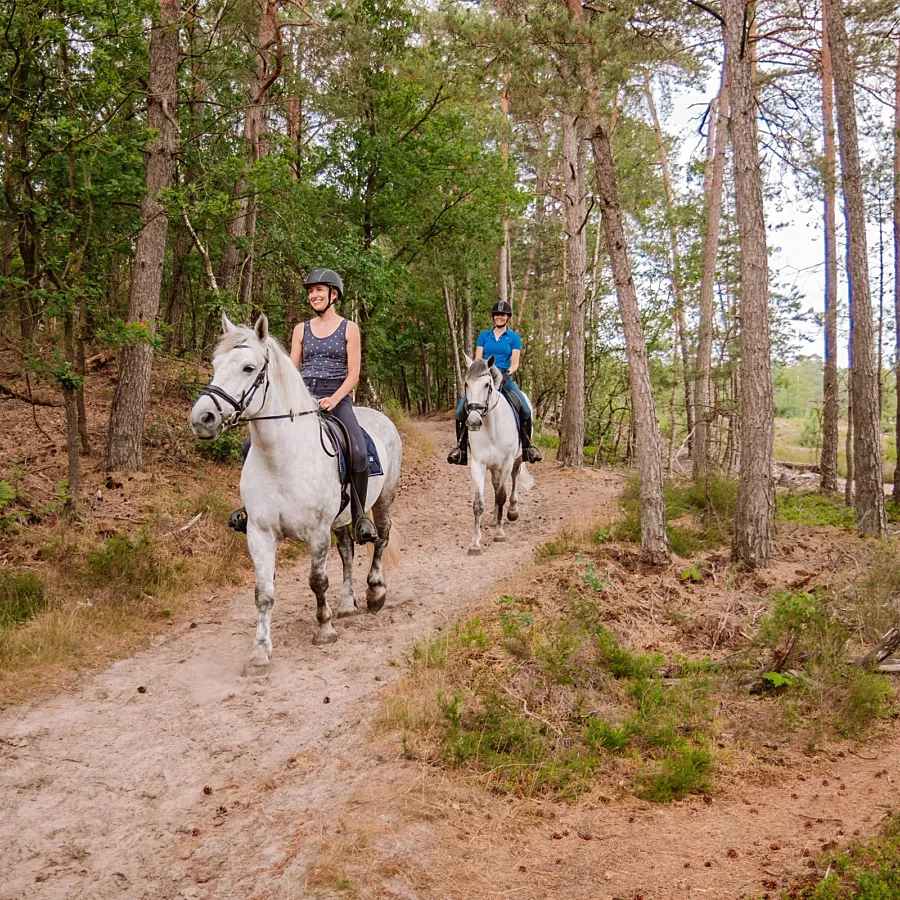 Camping met manege en pensionstalling 13