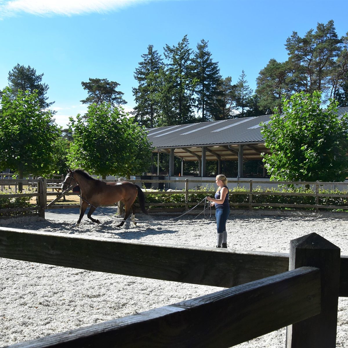 Vakantie met paard Veluwe Samoza 37