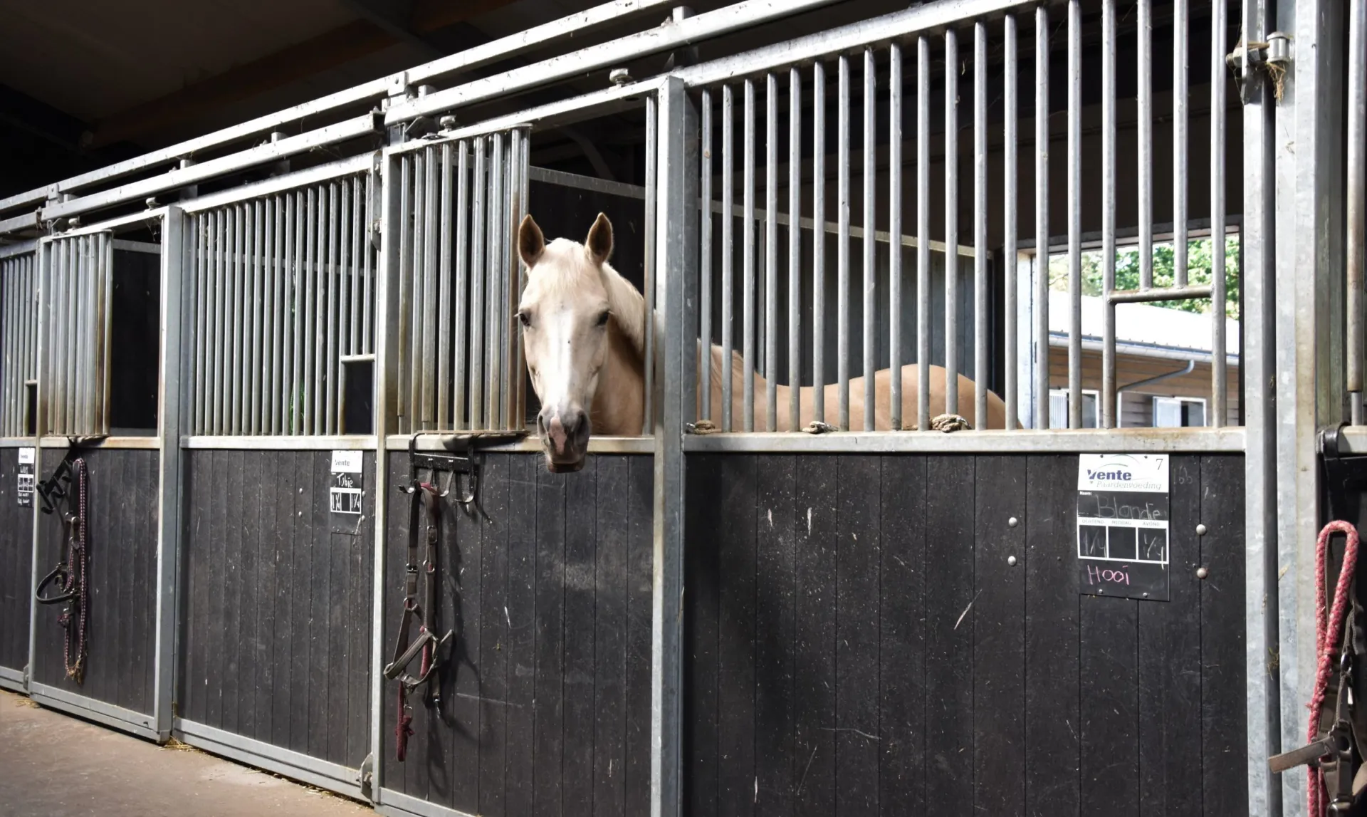 Vakantie met paard Veluwe Samoza 19