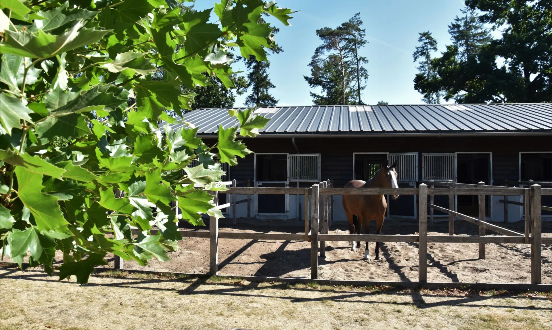 Vakantie met paard Veluwe Samoza 27