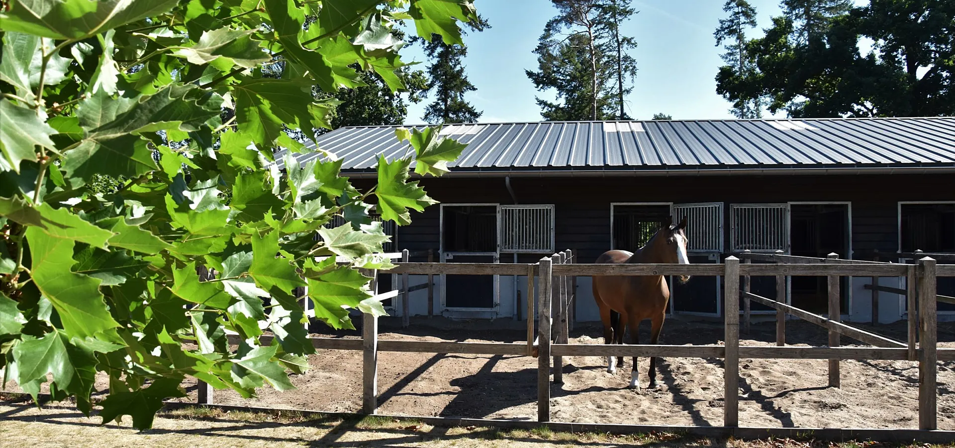 Vakantie met paard Veluwe Samoza 27