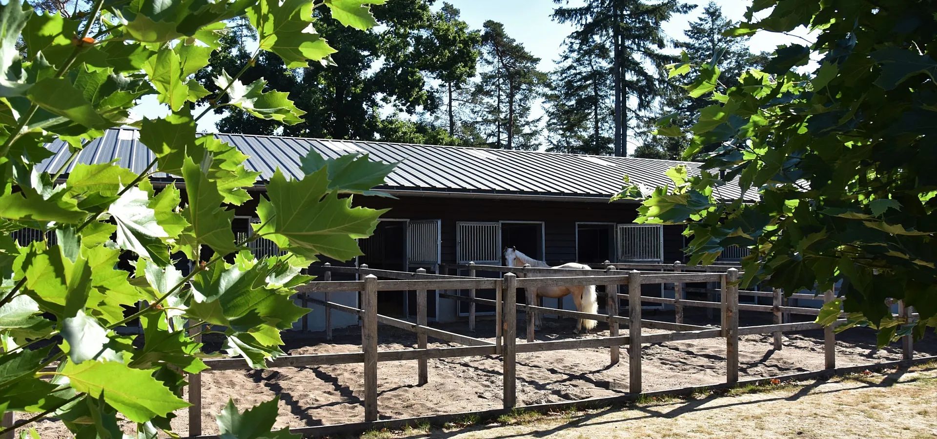 Vakantie met paard Veluwe Samoza 30