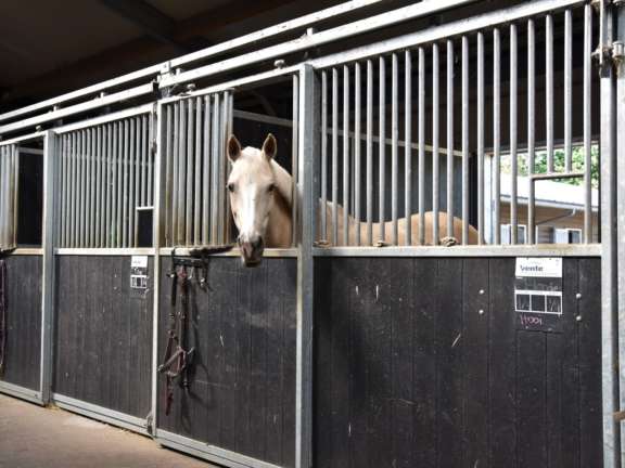 Vakantie met paard Veluwe Samoza 19