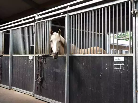 Vakantie met paard Veluwe Samoza 19