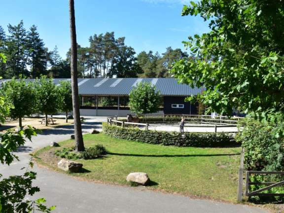Vakantie met paard Veluwe Samoza 36