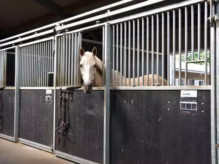 Vakantie met paard Veluwe Samoza 19
