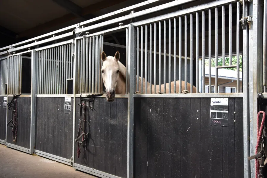 Vakantie met paard Veluwe Samoza 19