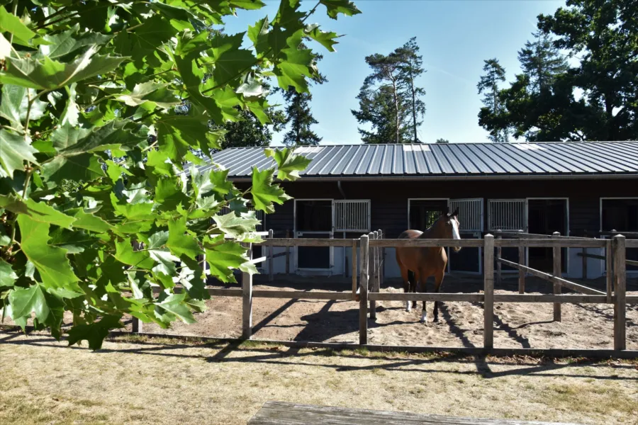 Vakantie met paard Veluwe Samoza 27