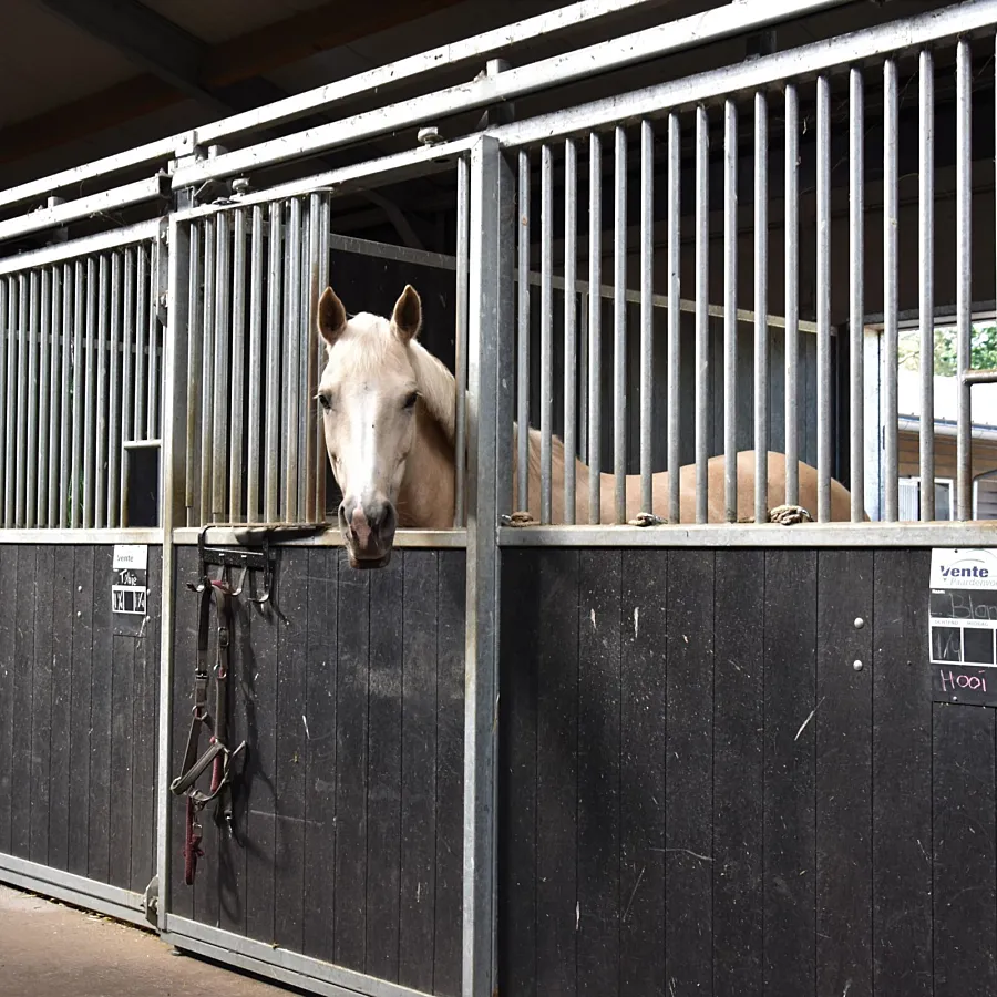 Vakantie met paard Veluwe Samoza 19