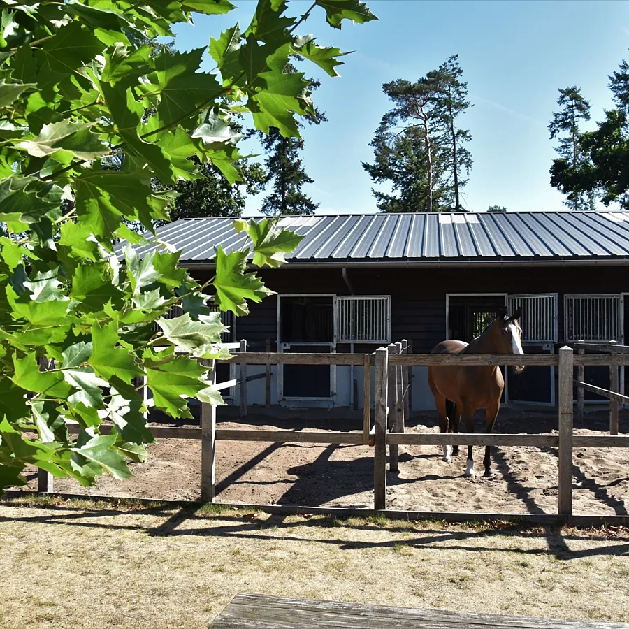 Vakantie met paard Veluwe Samoza 27