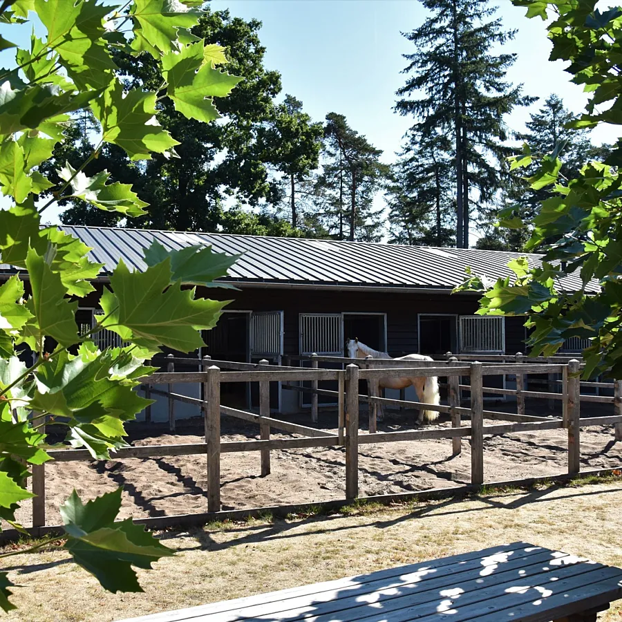 Vakantie met paard Veluwe Samoza 30