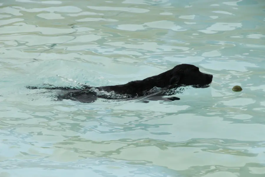 Camping Samoza Hondenplons Openlucht Zwembad 8