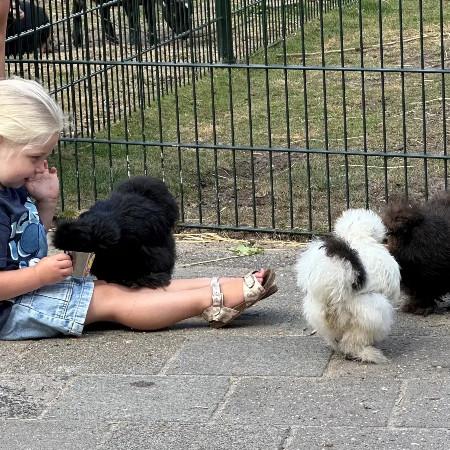 Dierenhoeve fotos 3