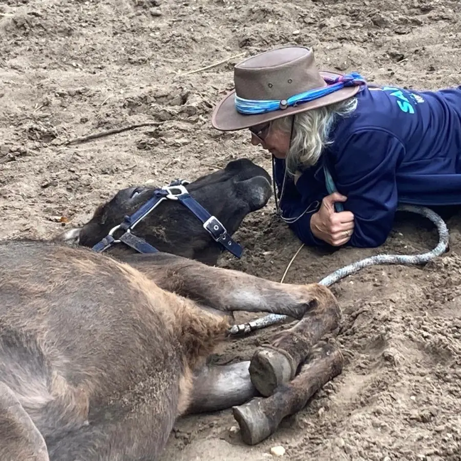 Dierenhoeve fotos 4