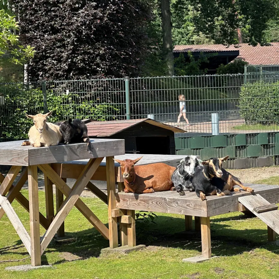 Dierenhoeve fotos 6