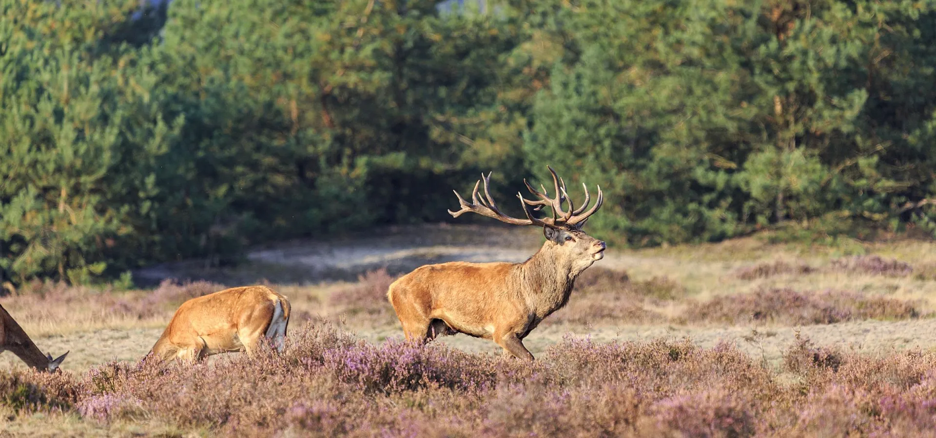 Camping Veluwe omgeving 2