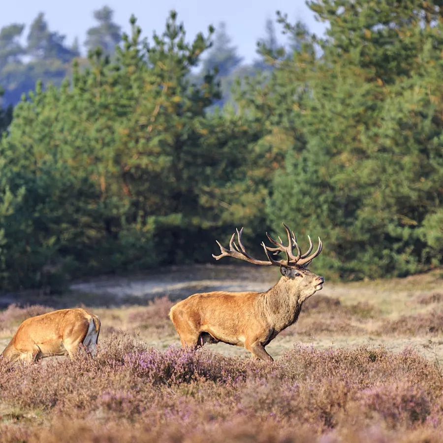 Camping Veluwe omgeving 2