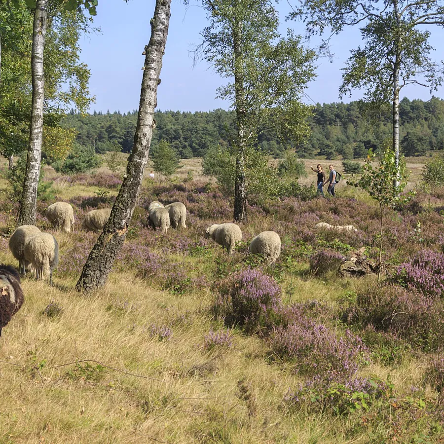 Camping Veluwe omgeving 8