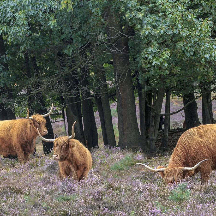 Camping Veluwe omgeving 9