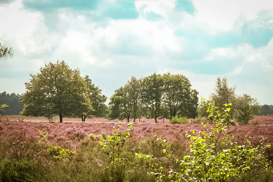 Camping Veluwe natuur 7
