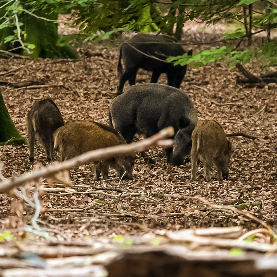 Camping Veluwe natuur 5