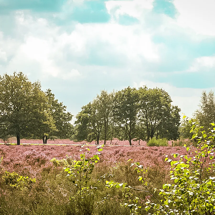 Camping Veluwe natuur 7