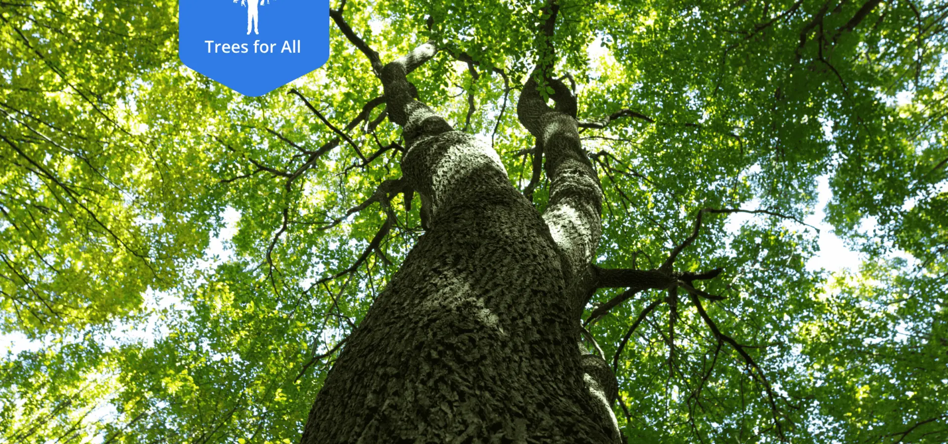 Trees for all NL 2026